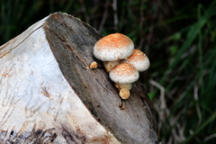 Hemipholiota