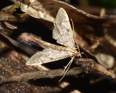 Duponchelia lanceolalis
