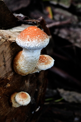 Hemipholiota
