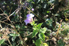 Asystasia gangetica