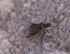 Aufeius impressicollis