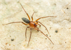 Mesiotelus