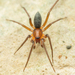 Mesiotelus - Photo (c) Raphaël Grellety, some rights reserved (CC BY-NC), uploaded by Raphaël Grellety