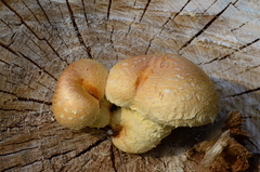 Hemipholiota
