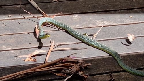 Common Tree Snake sighting