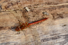 Sympetrum