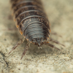 Porcellio gallicus