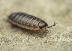 Porcellio gallicus