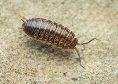 Porcellio gallicus