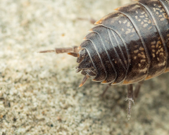 Porcellio gallicus