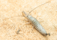 Machilinae