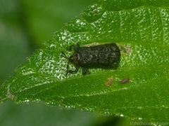 Octotoma scabripennis