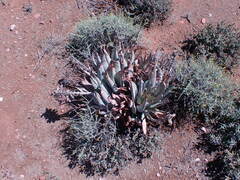 Aloe claviflora