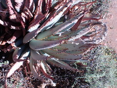 Aloe claviflora