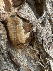 Pseudomantis