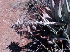 Aloe claviflora