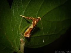 Caloptilia xanthopharella