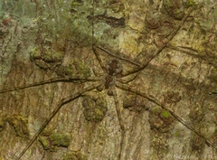 Tamopsis tweedensis