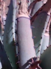 Aloe claviflora