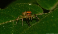 Prostheclina pallida