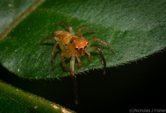 Prostheclina pallida