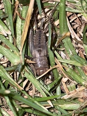 Teleogryllus commodus