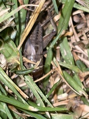 Teleogryllus commodus