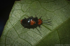 Phyllocharis gracilis