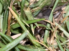 Teleogryllus commodus