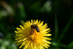 Apis mellifera