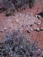 Tragus berteronianus