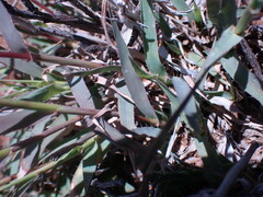 Tragus berteronianus