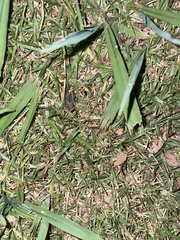 Teleogryllus commodus