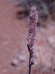 Tragus berteronianus