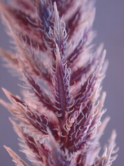 Tragus berteronianus