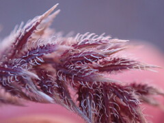 Tragus berteronianus