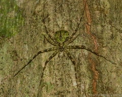 Tamopsis brisbanensis