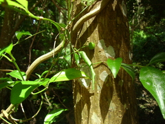 Gynochthodes jasminoides