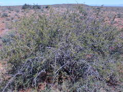 Searsia burchellii