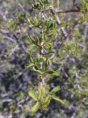 Searsia burchellii