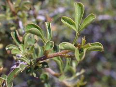 Searsia burchellii