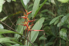 Heliconia acuminata