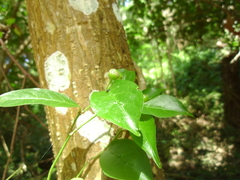 Gynochthodes jasminoides