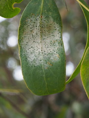 Erysiphaceae