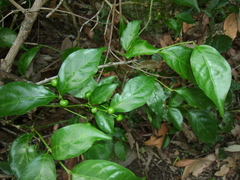 Gynochthodes jasminoides