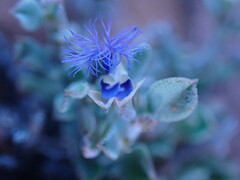 Polygala asbestina