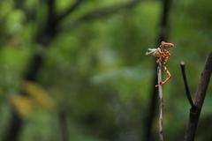 Callimedusa tomopterna