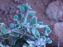 Polygala asbestina