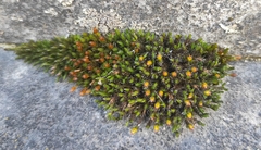 Orthotrichum anomalum