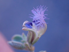 Polygala asbestina